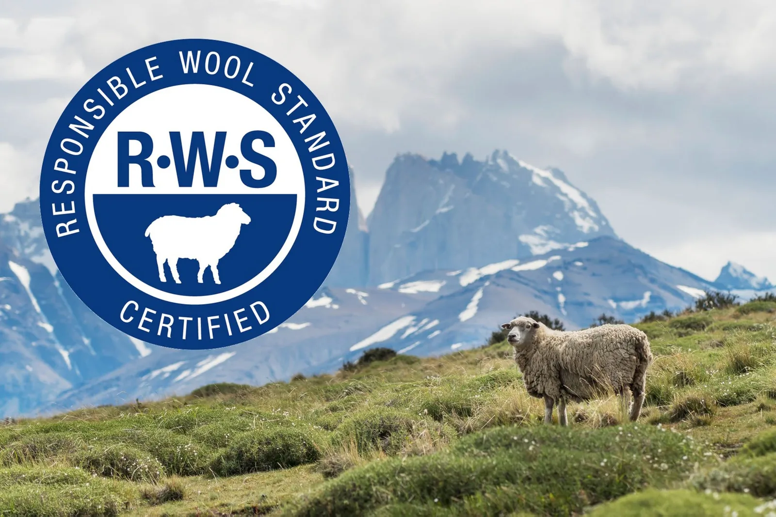 A sheep in a field — the RWS wool story starts on the farm