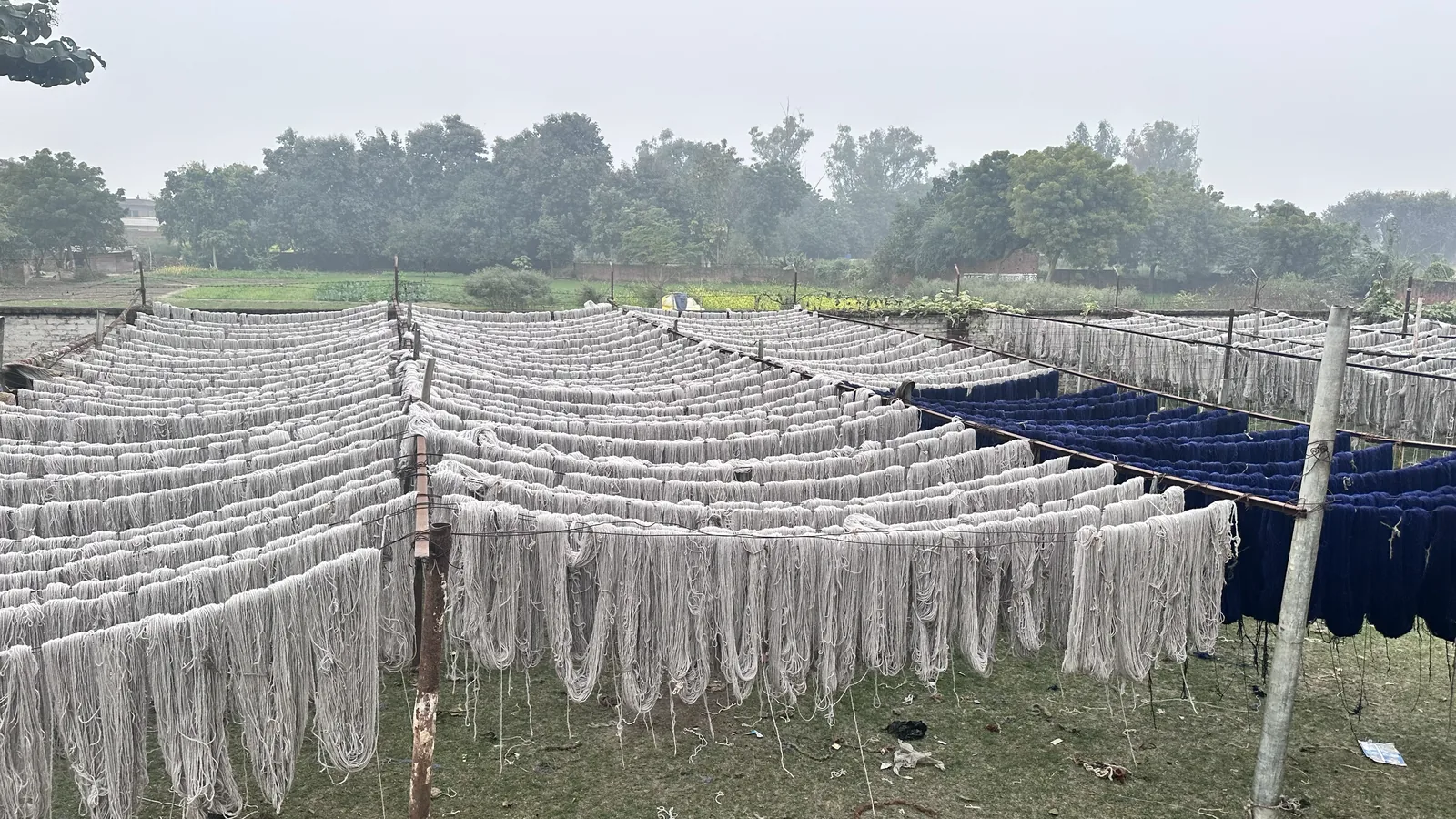 Dyed wool drying after the dye vat